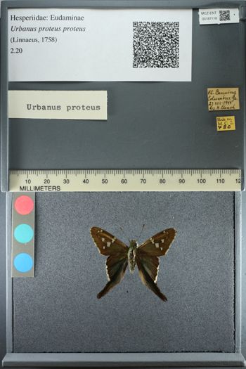 Media type: image;   Entomology 187118